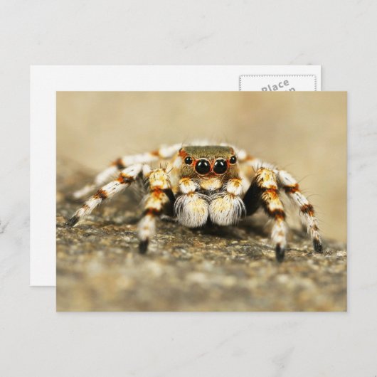 Springing Spider Nah-up Postcard Postkarte (Vorne/Hinten)