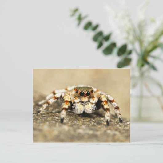 Springing Spider Nah-up Postcard Postkarte (Stehend Vorderseite)