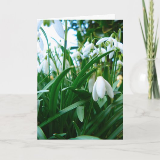 Springing Up Karte (Vorderseite)