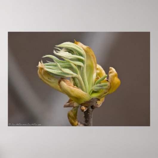 Springs Blätter Unfurl Poster (Vorne)