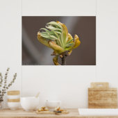 Springs Blätter Unfurl Poster (Küche)