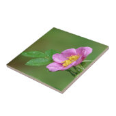 Springs Storm Beauty Wilde Rose im Regenwald Fliese (Seite)