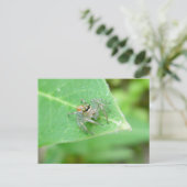 Springspinne (Mavea inclemens) Postkarte (Stehend Vorderseite)