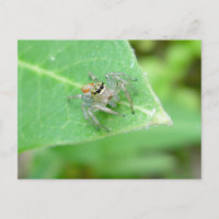 Springspinne (Mavea inclemens) Postkarte