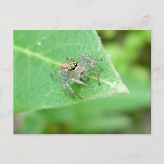 Springspinne (Mavea inclemens) Postkarte (Vorderseite)