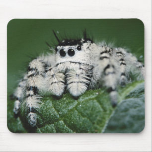 Springspinne Metaphid Mousepad