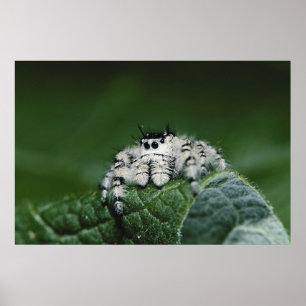 Springspinne Metaphid Poster