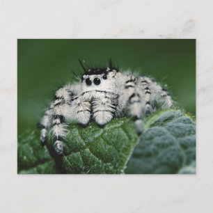 Springspinne Metaphid Postkarte