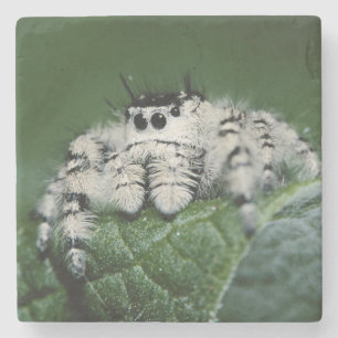 Springspinne Metaphid Steinuntersetzer