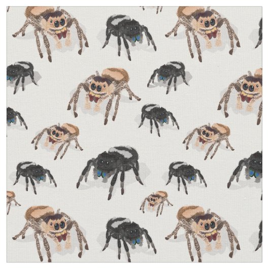 Springspinne Phiddipus Regius White Stoff (Nahaufnahme)