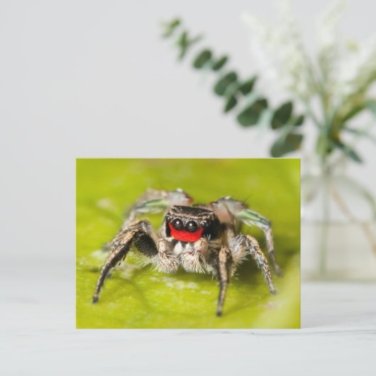 Springspinne Postkarte (Stehend Vorderseite)
