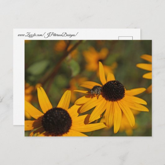 Springspinne Postkarte (Vorne/Hinten)