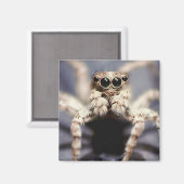 Springspinne-Quadratzmagnet Magnet (Vorderseite/Rückseite)