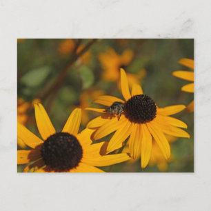 Springspinnen-Postkarte Postkarte