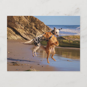 Springt vor Freude! Postkarte