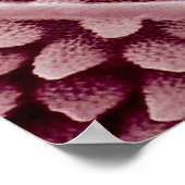 Springtail - hinten poster (Ecke)