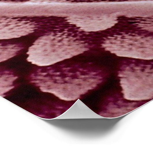 Springtail - hinten poster (Ecke)