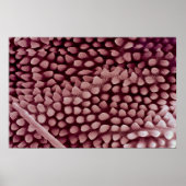 Springtail - hinten poster (Vorne)