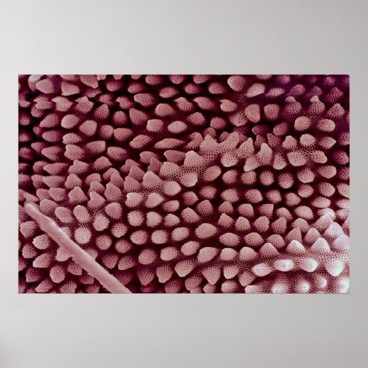 Springtail - hinten poster (Vorne)