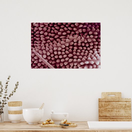 Springtail - hinten poster (Küche)