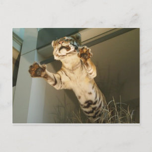 Springtiger Tiger - schauen Sie sich seine Pfoten Postkarte