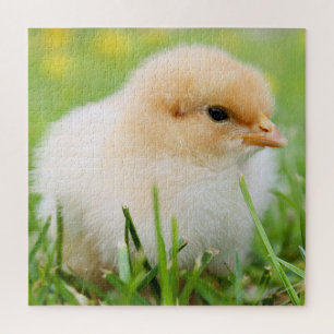 Springtime Baby Chick Puzzle