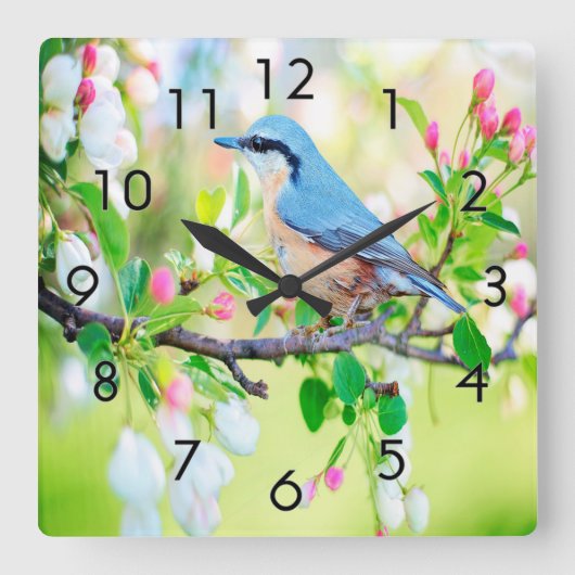 Springtime Blue Jay Quadratische Wanduhr (Vorderseite)
