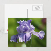 "Springtime Blues" Iris Fotografy Postkarte (Vorne/Hinten)