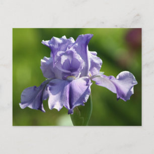 "Springtime Blues" Iris Fotografy Postkarte