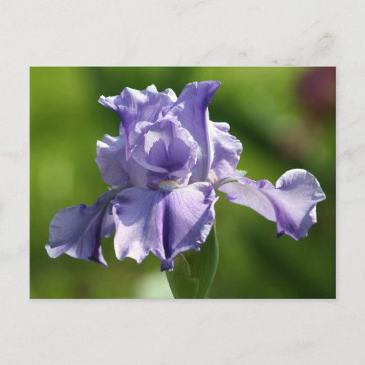"Springtime Blues" Iris Fotografy Postkarte (Vorderseite)