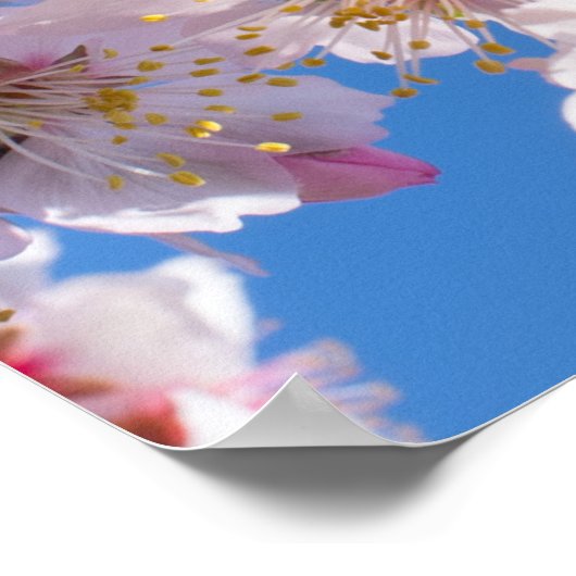 Springtime blüht poster (Ecke)