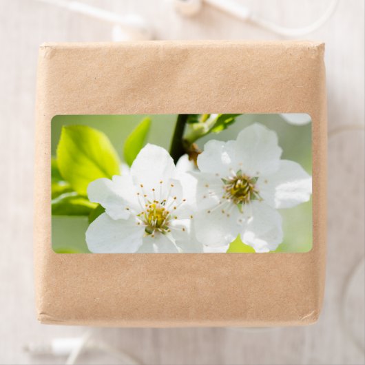 Springtime-Blüte (Insitu)