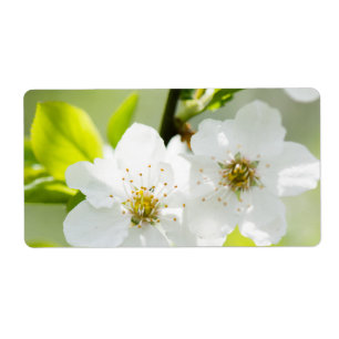 Springtime-Blüte