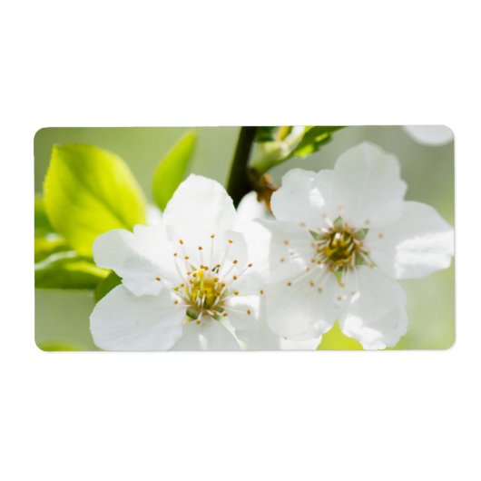 Springtime-Blüte (Vorne)