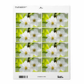 Springtime-Blüte (Vorne)