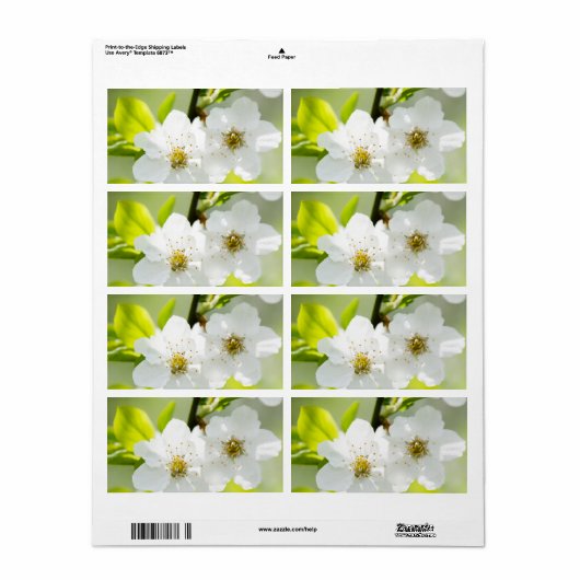 Springtime-Blüte (Vorne)