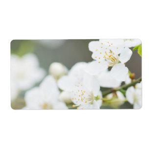 Springtime-Blüte