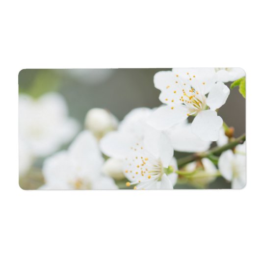 Springtime-Blüte (Vorne)