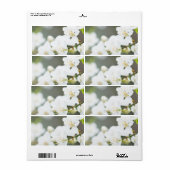 Springtime-Blüte (Vorne)