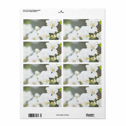 Springtime-Blüte (Vorne)