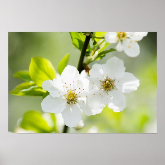 Springtime-Blüte Poster (Vorne)