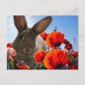 Springtime Bunny Postkarte (Vorderseite)