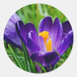 Springtime-Crocses Runder Aufkleber