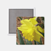 Springtime daffodialer Magnet (Vorderseite/Rückseite)