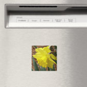 Springtime daffodialer Magnet (In Situ (Geschirrspüler))
