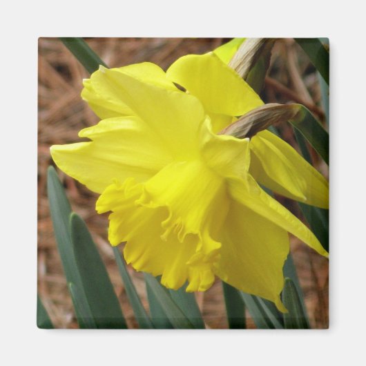 Springtime daffodialer Magnet (Vorne)