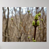 Springtime [Drucken] Poster (Vorne)