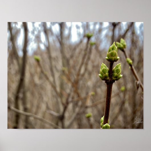 Springtime [Drucken] Poster (Vorne)