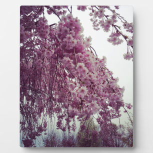 Springtime Fotoplatte