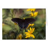 Springtime Frack Butterfly (Vorderseite (Horizontal))